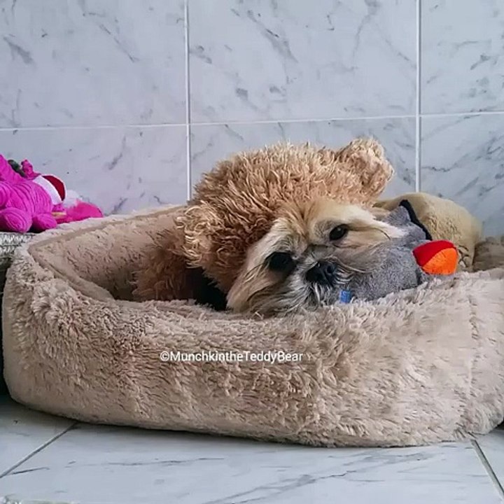 sevimli köpek 2