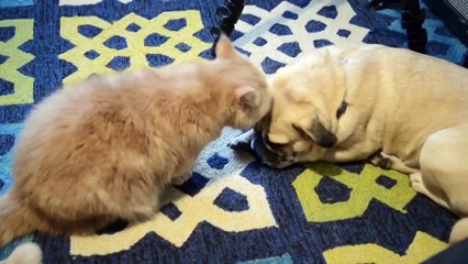 Кот танцевака!