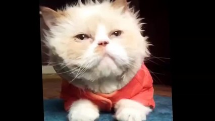 Лунная походка!