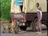 دیکھیں بندروں نے ٹرک پر حملہ کر دیا اور سامان چھین کر لے گئے