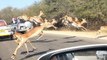 Cheetah Chases Impala Antelope Into Tourists Car on Safari