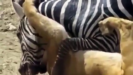 Animal attack HD ll 2015 zebras fighting for his impressive life scenes   ! Who Win