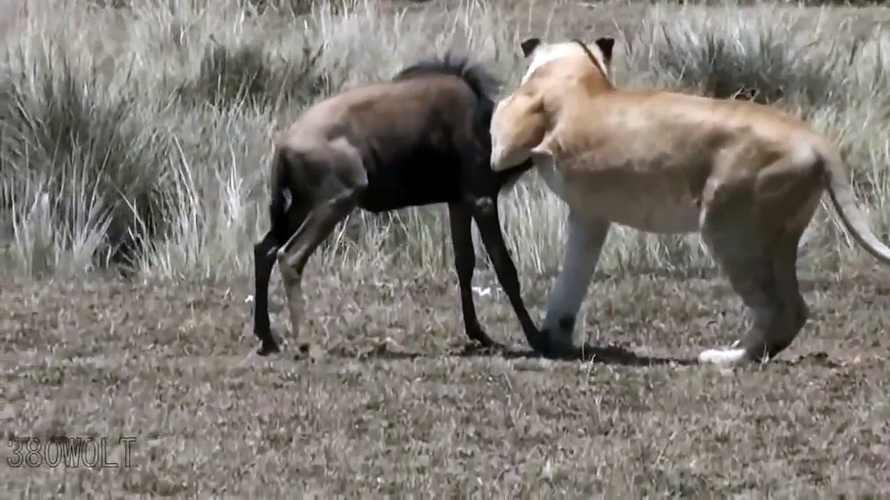 lioness hunting wildebeest HD ll 2015