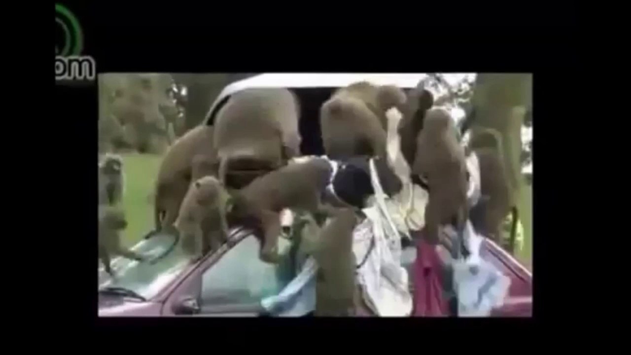 When animal attack human ,rhino, elephant attack funny compilation HD ll 2015