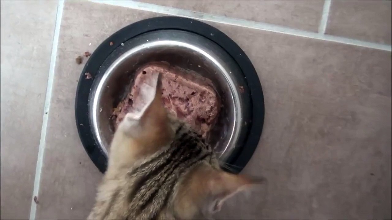 Kitten makes hilarious sounds while eating