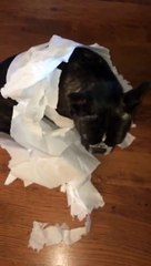 French Bulldog gets outed by his best friend