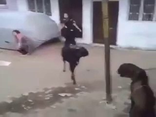 بکرے نے  تو بچی کی جان ہی لے لی  bukry nay to buchi ki jan he lay li