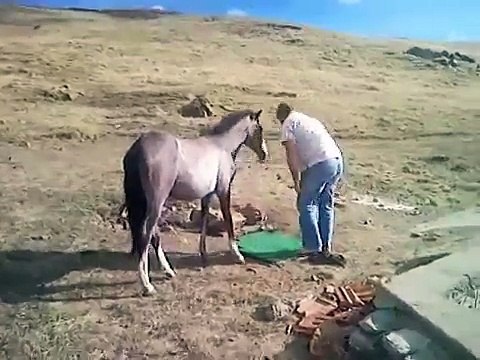 Amazing Horse in Dubai By Oooy Idhar Dekh