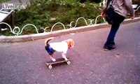 Skateboarding Dog - Yoyogi Park Tokyo