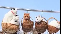 Angelica Urbas finds that Cats do love baskets