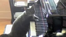 CATcerto ORIGINAL PERFORMANCE Mindaugas Piecaitis, Nora The Piano Cat