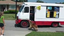 This dog wants an ice cream!