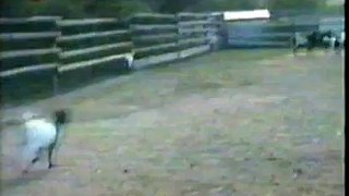 Fainting Goat funny video .Watch video online 2015 Funny