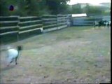 Fainting Goat funny video .Watch video online 2015 Funny