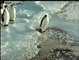 Funny pinguin video- pinguin sinks watch Most Animal Funny video 2015