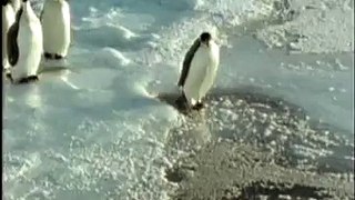 Funny pinguin video- pinguin sinks watch Most Animal Funny video 2015
