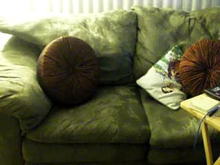 Dog has its own place inside the sofa-videosmunch