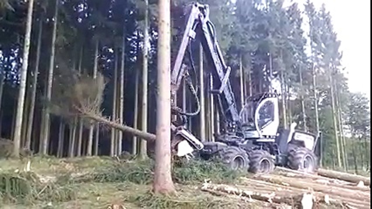 CHẶT CÂY Ở NƯỚC NGOÀI CÓ GÌ KHÁC Ở VN