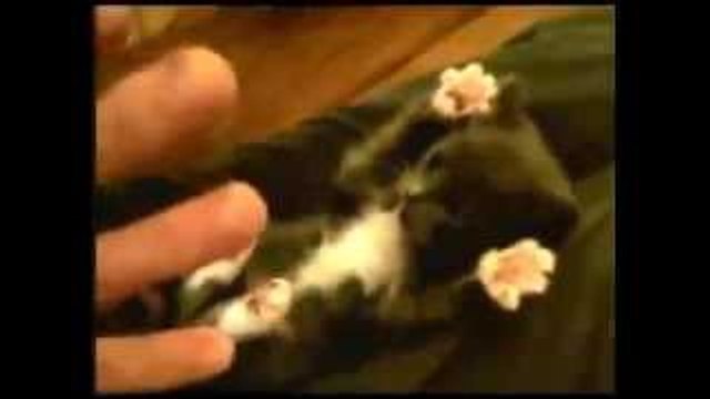 Most cute kitten getting tickled.. ever!