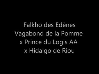 Falkho des Edènes 6 mois