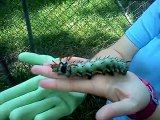 This might be the biggest caterpillar ever found in America...