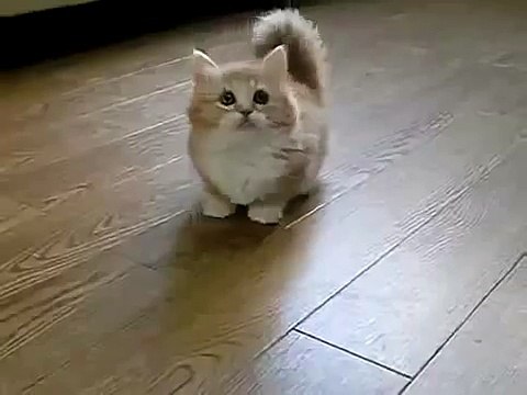 Коротконогий котэ