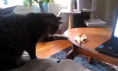 Котэ испугался банана )