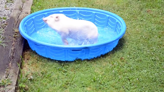 Willow the mini pig loves his pool !