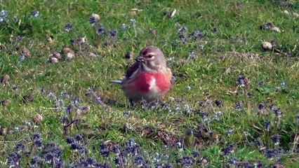Cap Fréhel avril 2015 (clip)
