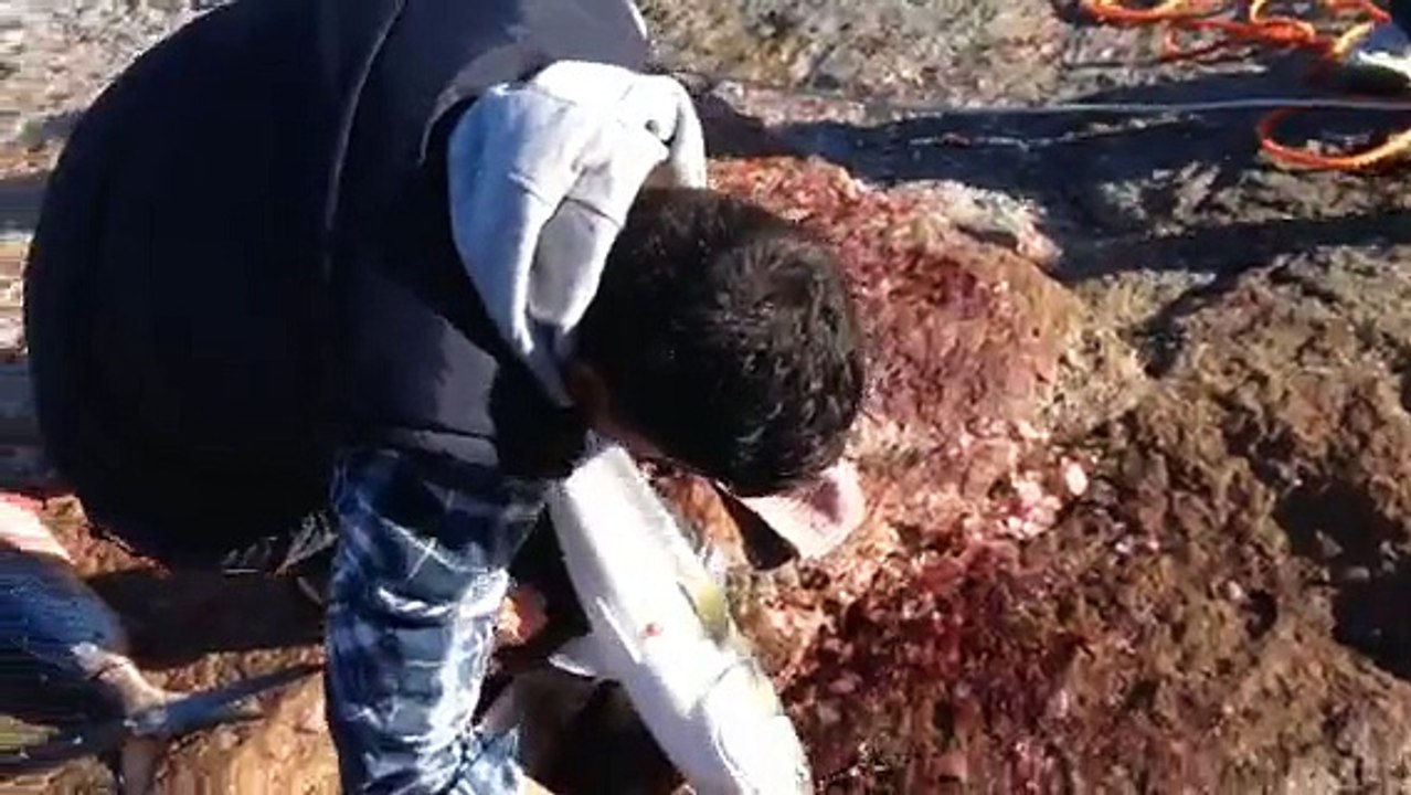 Australian Salmon Fishing At Ashwa April 2015