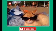 Funny Cats Compilation [Most See] Funny Cat Videos Ever Part 1 - Forget Your Sadness