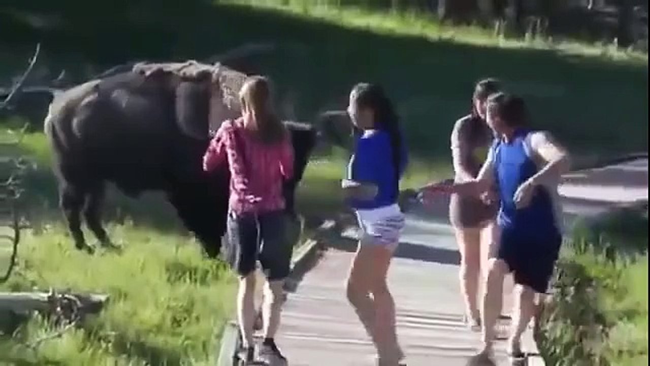 Funniest Animals On