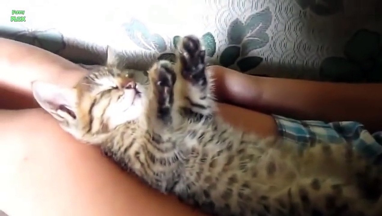 Funny Cats in Weird Sleeping Positions - Funny Kitty Cats, Funny Pets, Funniest Animals