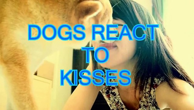 Funny Dogs Riding on Motorcycles + Bonus Dogs Hate Kisses - Funny Dogs Videos, Funny Animals