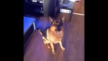 Funny German Shepherds Compilation - Funny Animals, Funny Pets, Funniest Animals