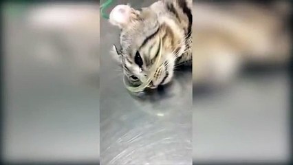 Un chat semble être en train de pleurer après avoir été secouru.