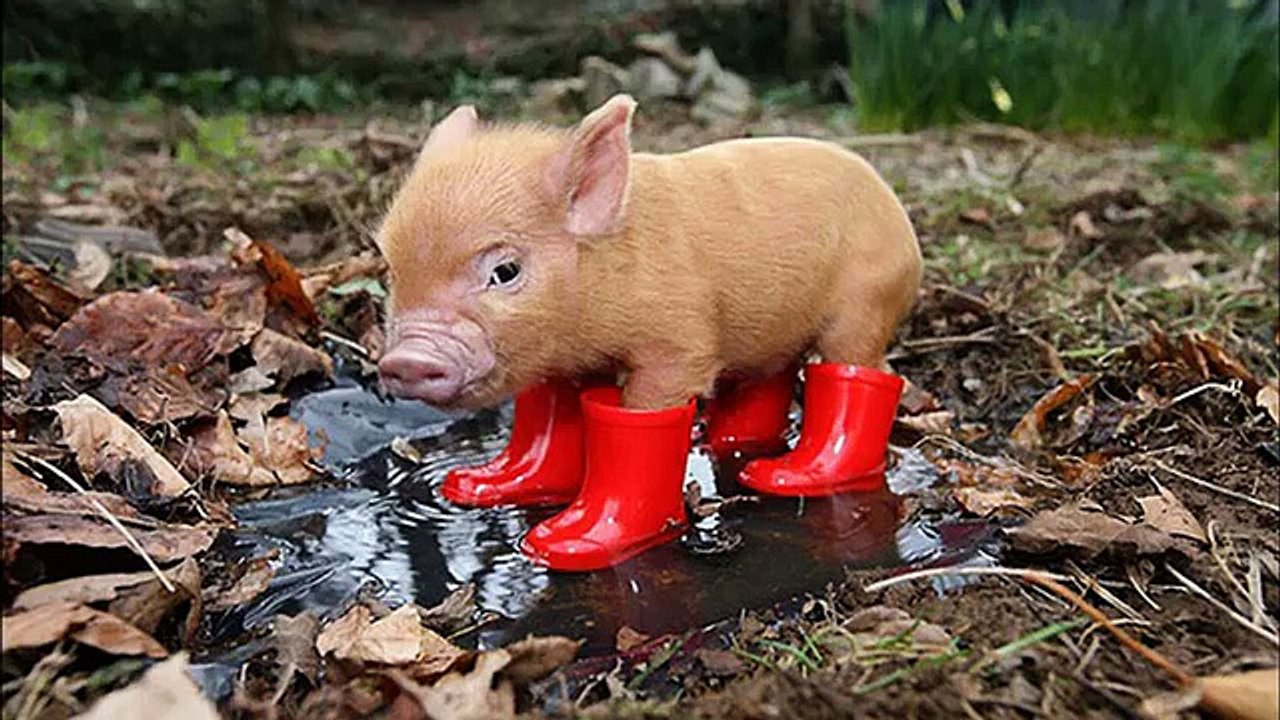 Fun with pig