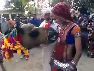 Naughty Camel Trying To Drink Girl's Milk amazing video