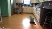 Cat Wearing A Shark Costume Cleans The Kitchen On A Roomba. Shark Week. #SharkCat cleaning