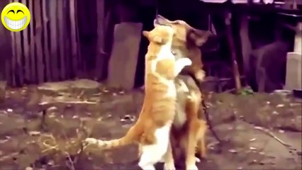 Funny Videos 2014 Funny Cats Compilation Funny Animals