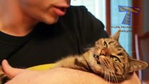 Cats just dont like petting and kisses Funny and cute cat compilation
