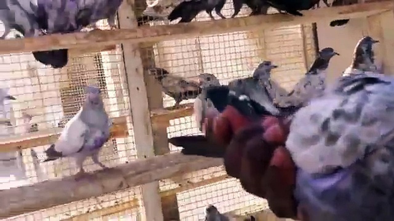 abdullah hatim tehran , pakistani pigeon