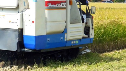 Rice Harvest in Japan