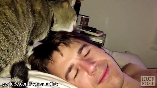 Cat Alarm Clocks Are The Best Alarm Clocks