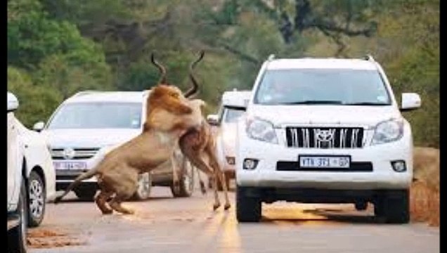 african safari lion attack