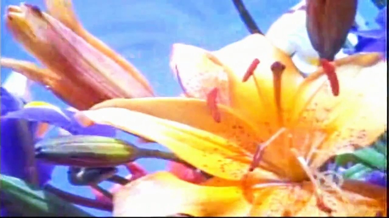 Wilson Phillips - Dream Is Still Alive