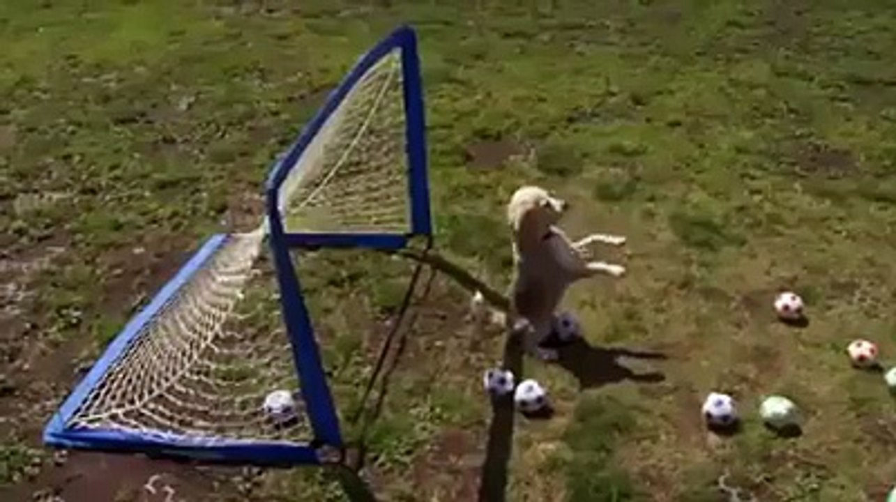 Incredible dog