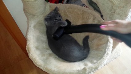 Comment ramasser les poils de chat?