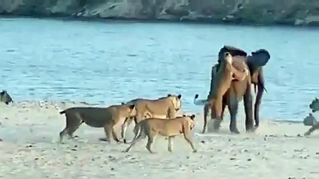 Elefante sobrevive al ataque de 14 leonas