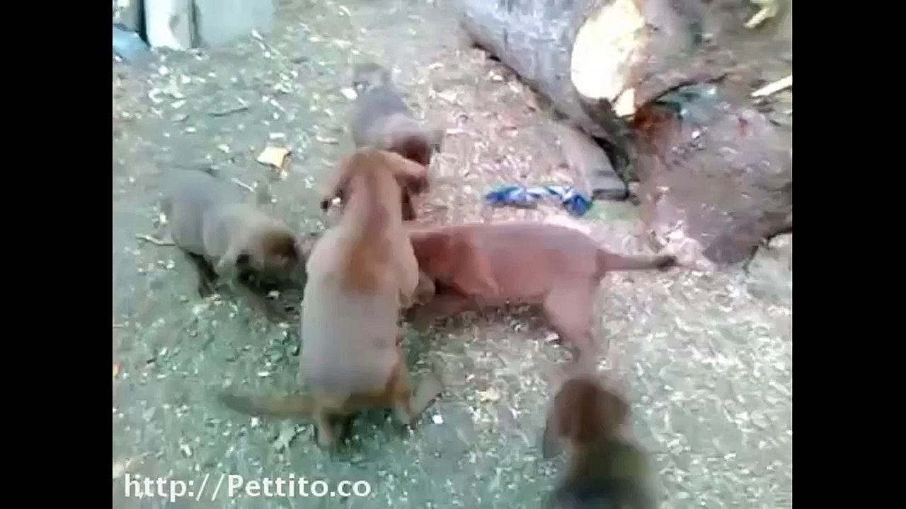 Des bébés labrador s’amusent